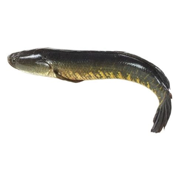 Sole Fish
